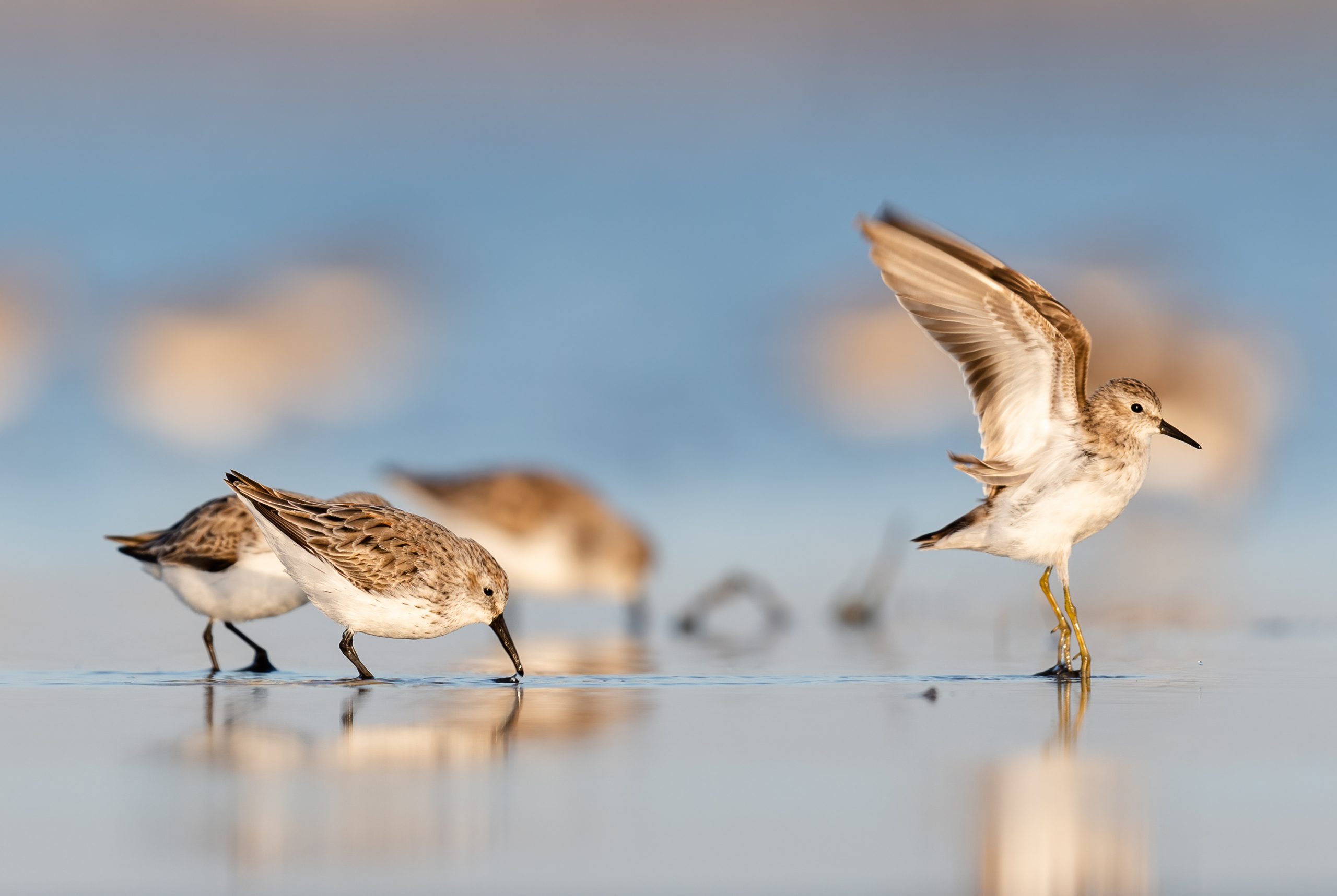 Aud_APA-2022_Least-Sandpiper_Western-Sandpiper_A1_21909-2_Photo-Ryan-Leimbach-Web size