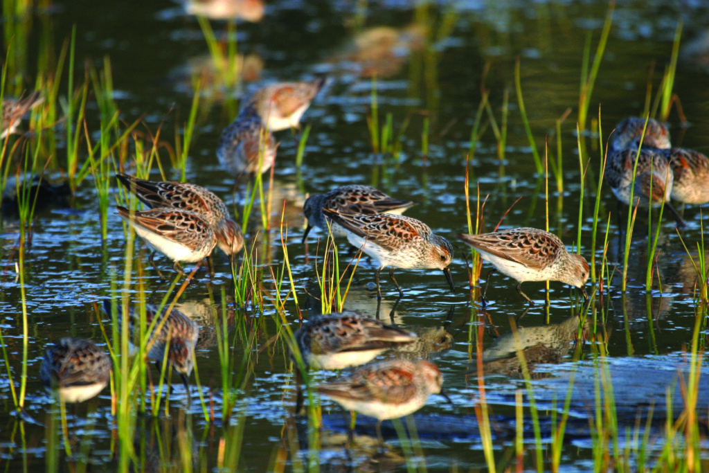 David-Ledig_U.S.-Fish-and-Wildlife-Service-Flickr