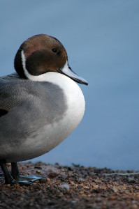 Northern Pintail, (c) 2010 Magill Weber