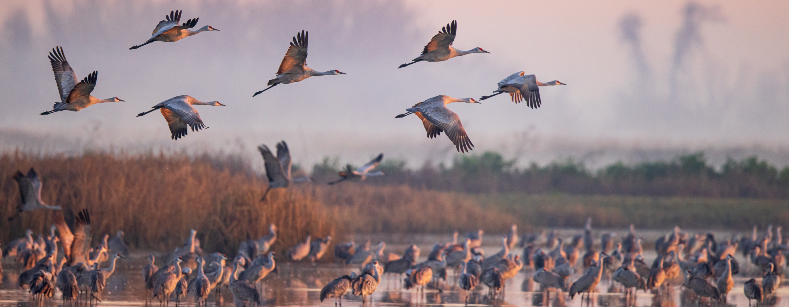Animals; BIF; Bird; Crane; MNWR; MNWR2021; Pond; Sandhill Crane