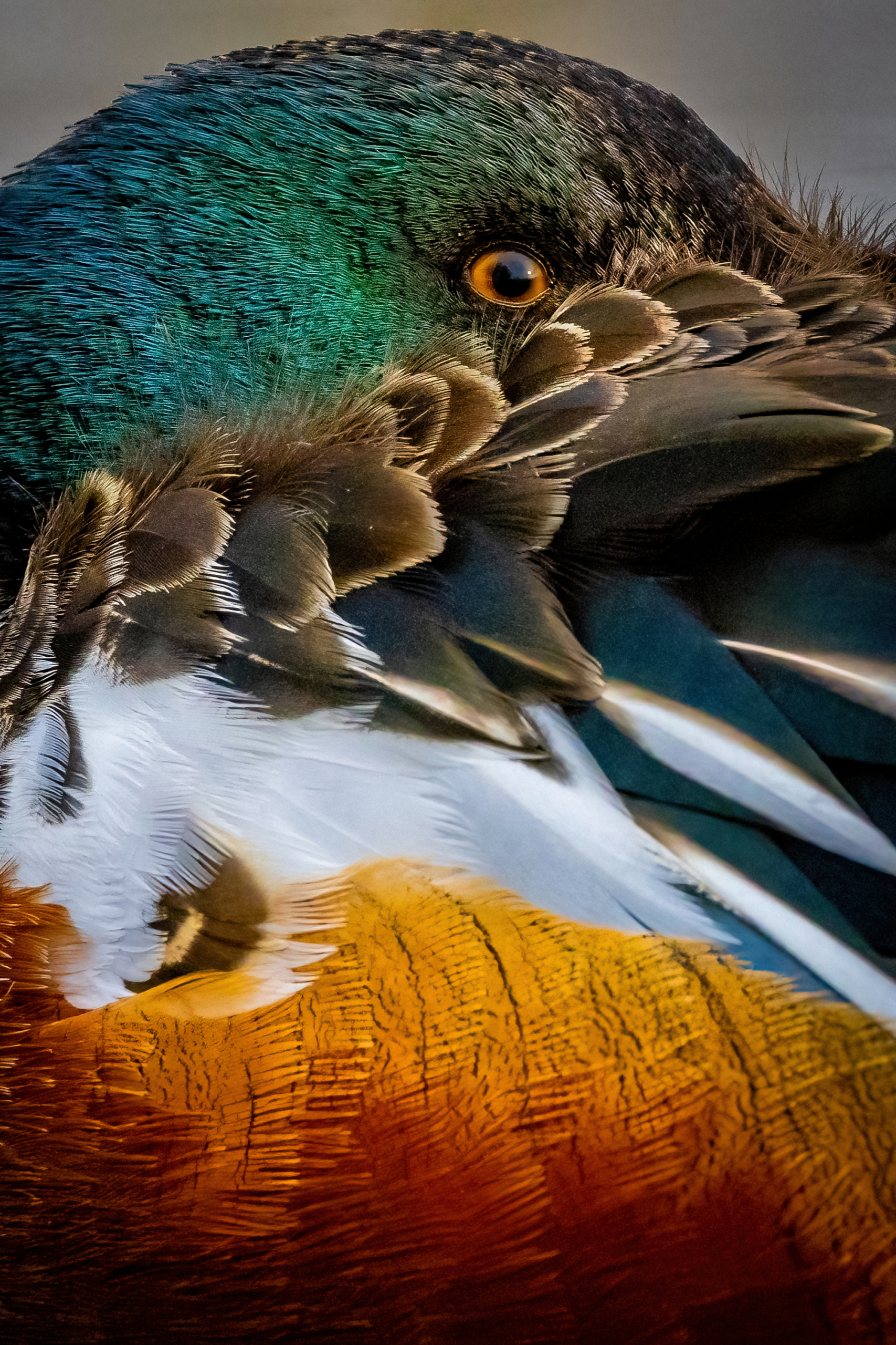 Aud_APA-2022_Northern-Shoveler_A1_21017-3_Photo-Christy-Grinton-Martin-Web size