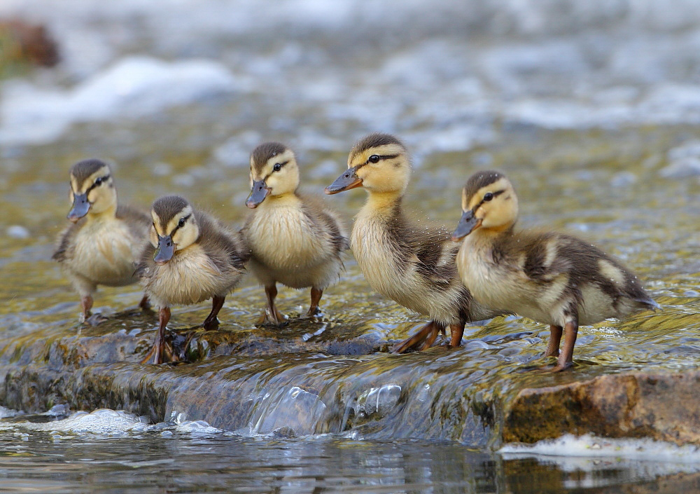 Mallard