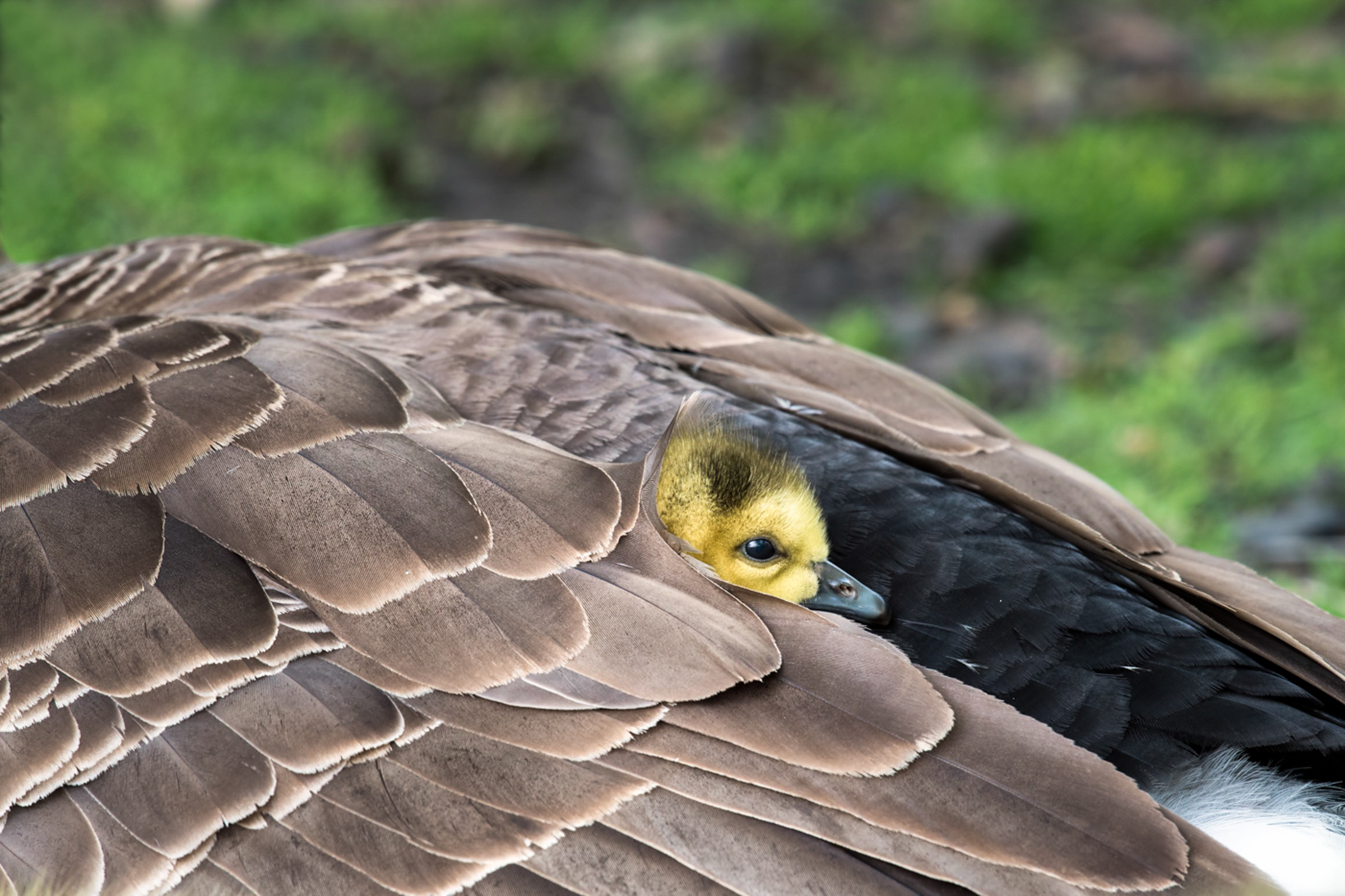 Canada Goose.