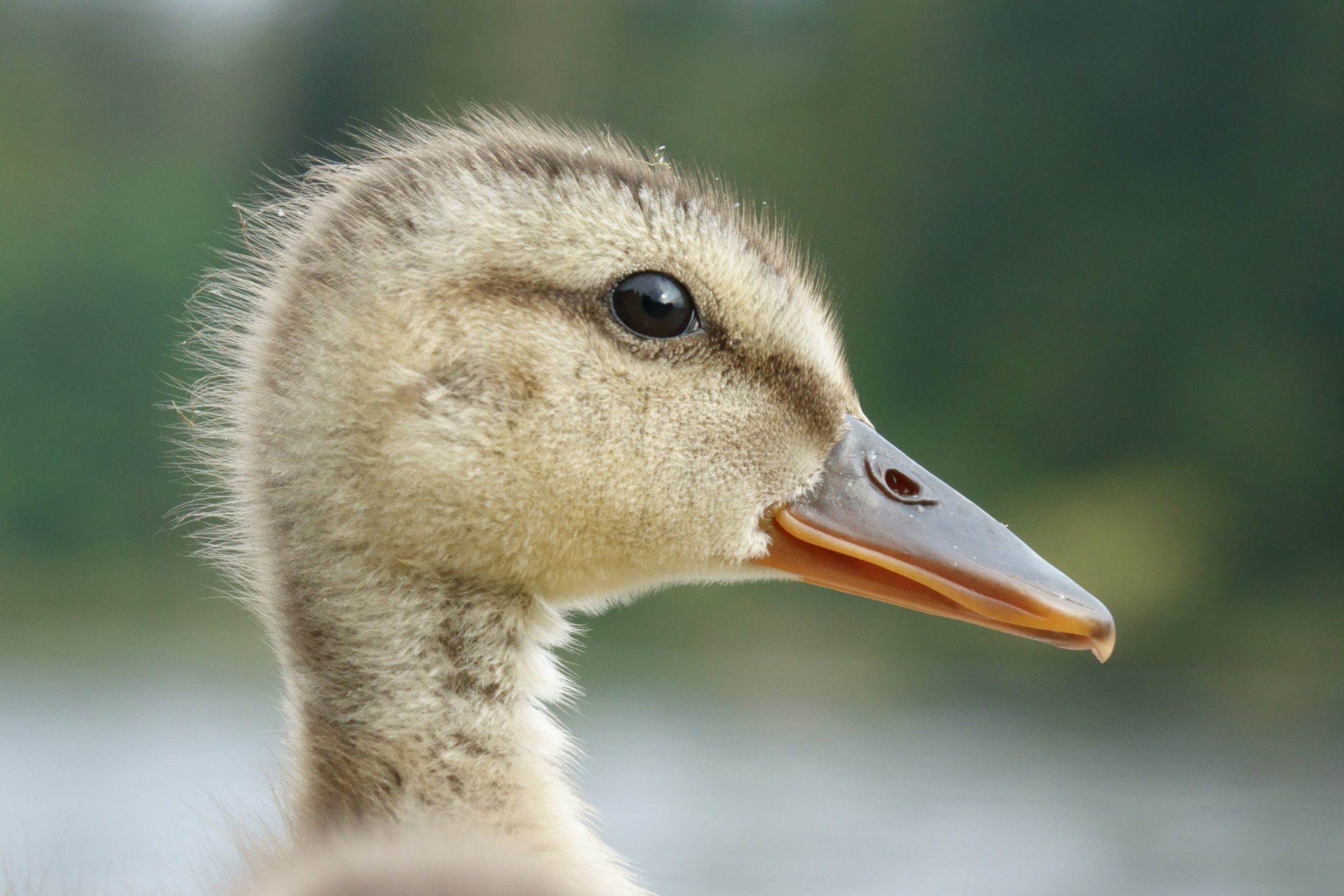 Gadwall