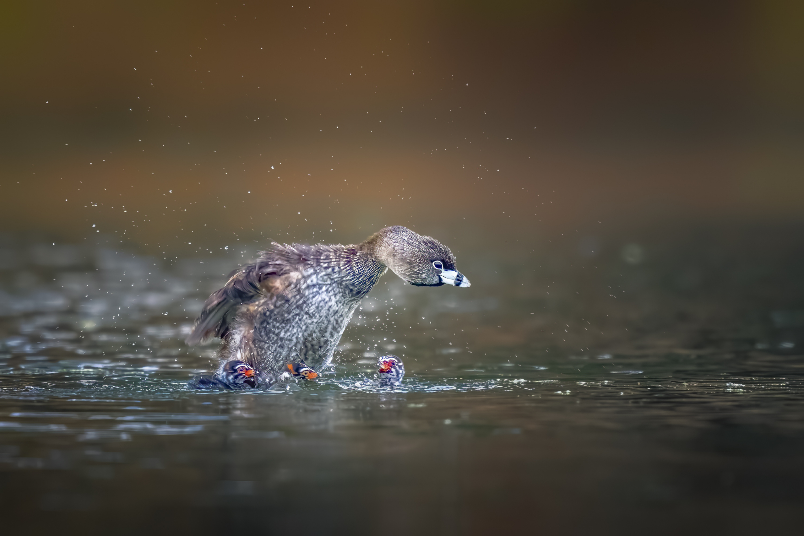 Aud_APA-2023_Pied-billed-Grebe_A1_24986-1_Photo-Elizabeth Yicheng-Shen-Web size