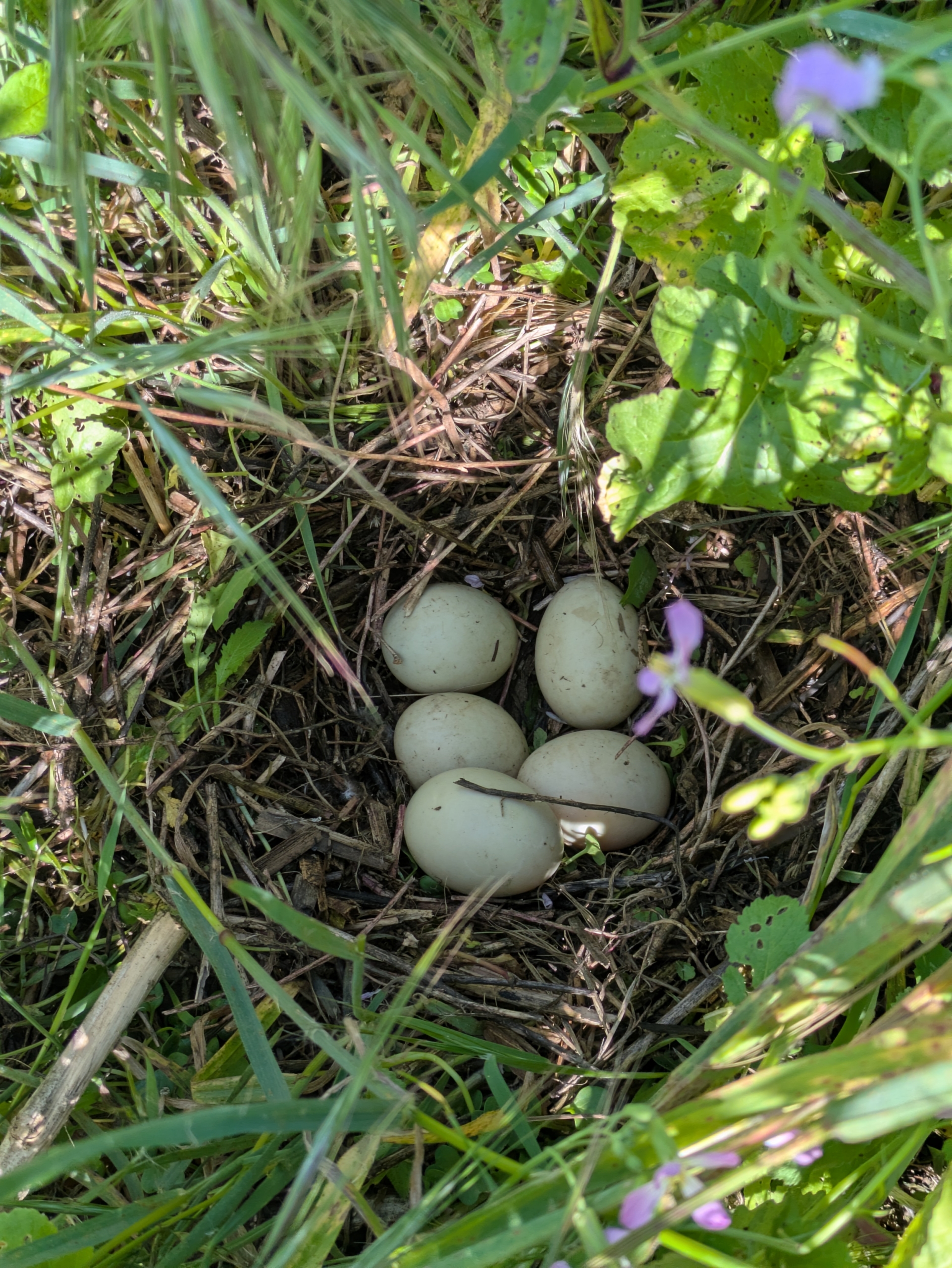 BR Wetland Nest_Ashley Seufzer
