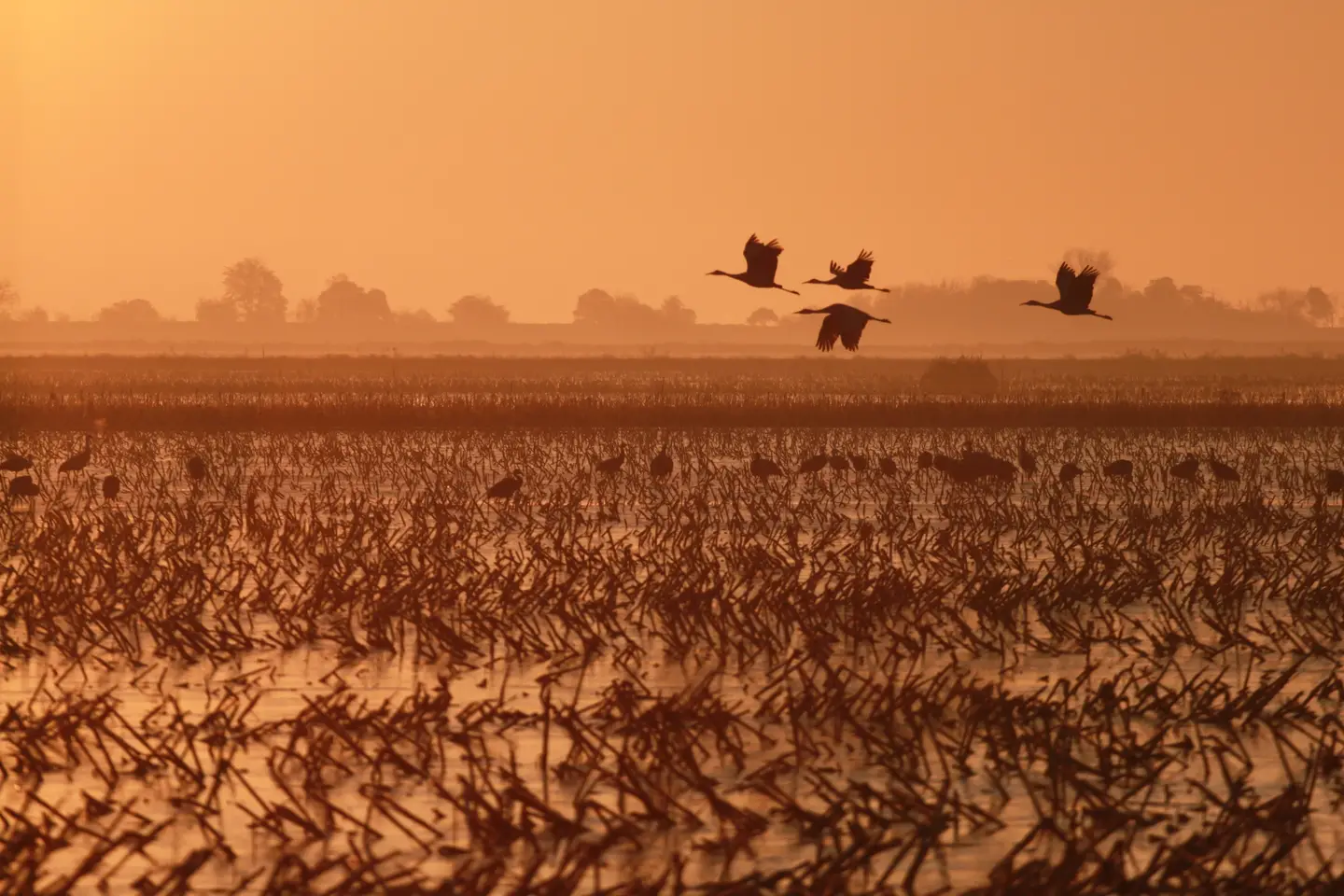 A photo of cranes flying over the land in the sunset.