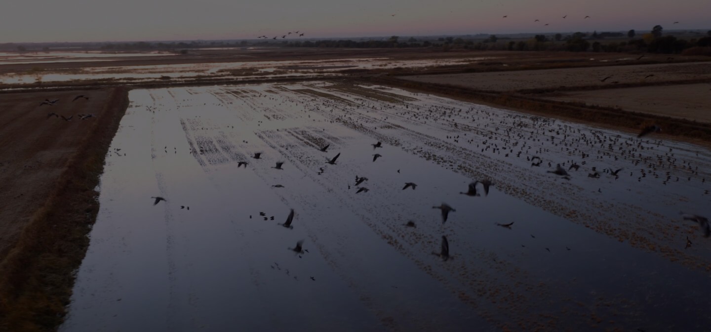 An image showing a farmland with bird flying over