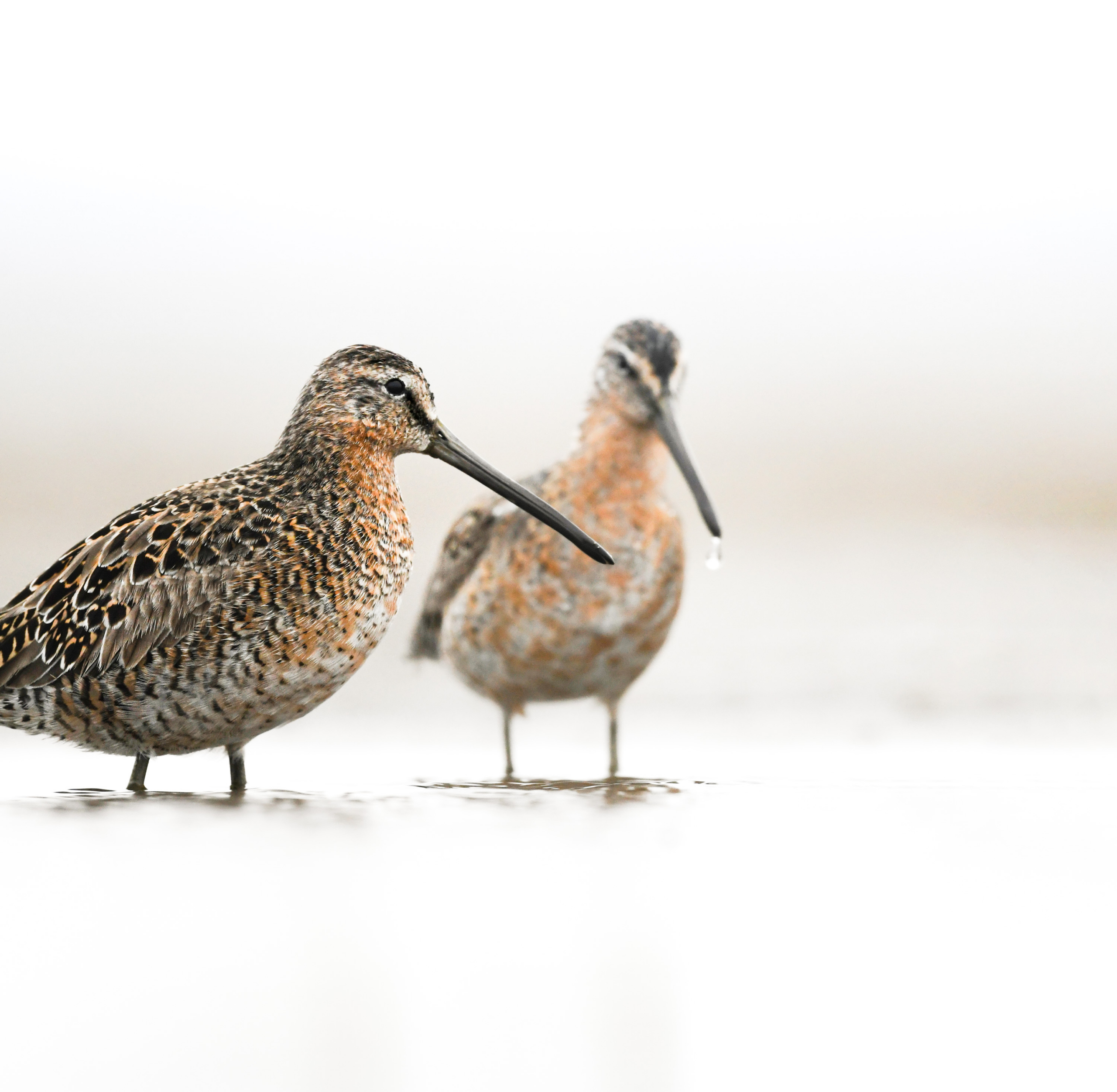 Aud_Dowitchers_Ryan-McLaughlin-scaled