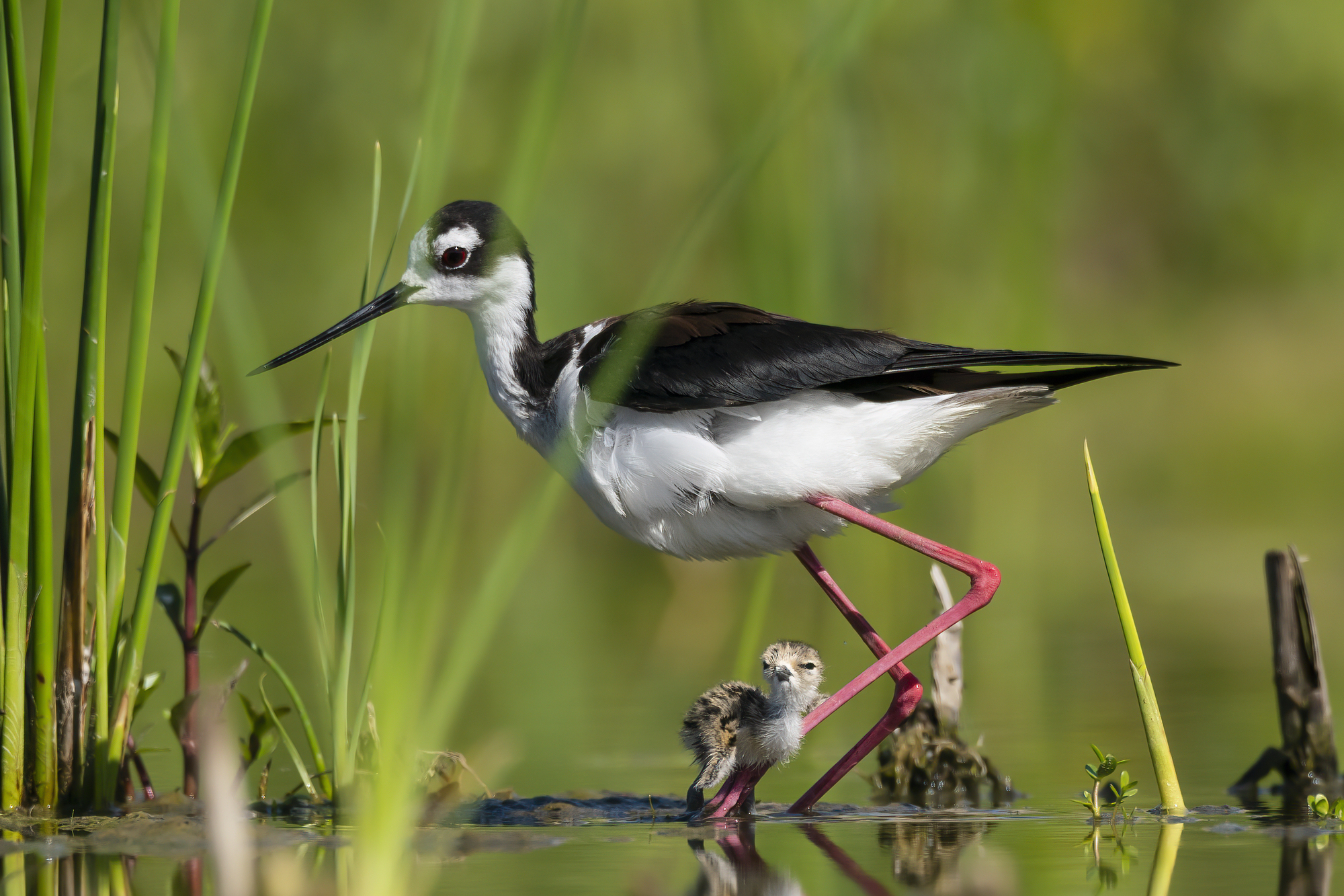 This little black-necked stilt was hatched for just a few hours. His two siblings were already walking around in the swamp for a day and there’s one last egg in the nest. Mama waited for this new hatchling to dry then decided to guide him to the swamp so